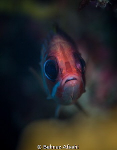 This cute squirrelfish was peeking through a hole in the ... by Behnaz Afsahi 